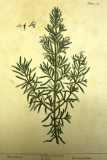 Salvia rosmarinus RCP3-10 069 ex Blackwell.jpg